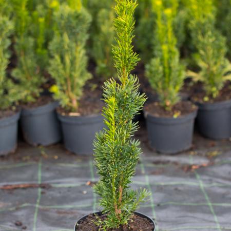 Taxus x media 'Stricta Viridis' - Oszlopos tiszafa 2 liter