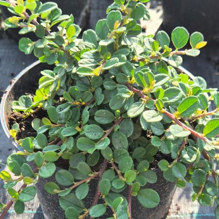 Cotoneaster procumbens 'Queen of Carpet' – Talajtakar madrbirs 2 liter