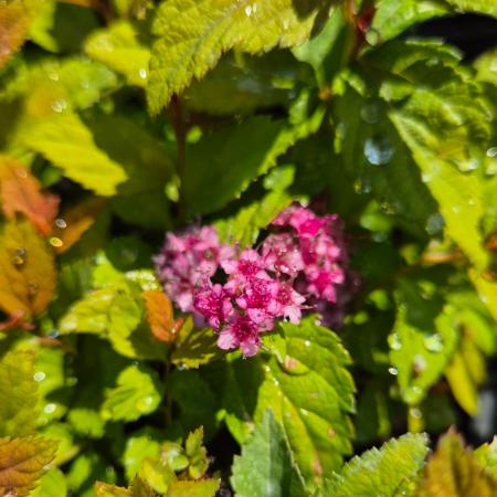 Spiraea japonica 'Magic Carpet' - Japn gyngyvessz 2 liter