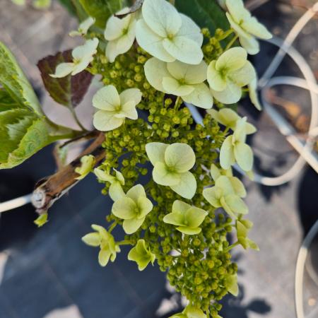 Hydrangea quercifolia - Tlgylevel hortenzia 10 liter