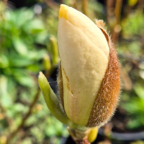 Magnolia brooklynensis 'Elisabeth' - S�rga vir�g� liliomfa 5 liter