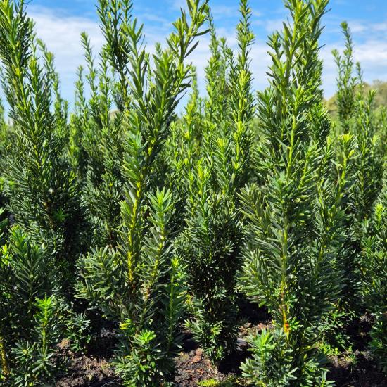 Taxus x.media 'Hilli' - Oszlopos tiszafa 2 liter