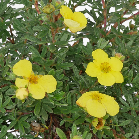 Potentilla fruticosa 'Kobold' - Trpe, srga cserjs pimp 2 liter