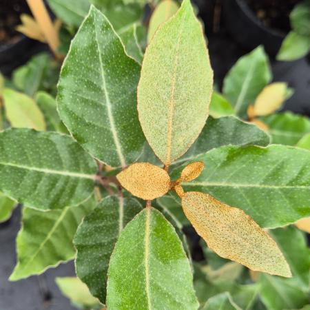Elaeagnus ebbingei 'Compactum' – Szleslevel ezstfa 4 liter