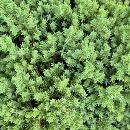 Juniperus procumbens 'Bonin Isles' – Trpe kszborka 7,5 liter
