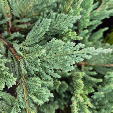 Juniperus horizontalis 'Blue Chip' - Kk terl henye borka 7,5 liter