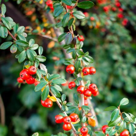 Cotoneaster dammeri 'Skogholm' - Svd madrbirs 2 liter