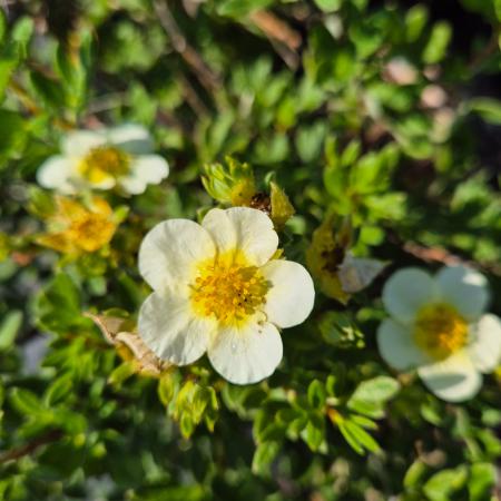 Potentilla fruticosa 'Limelight' - Cserjs pimp 2 liter