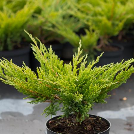 Juniperus horizontalis 'Andorra Compacta' - Terlõ henye borka 0,5 liter