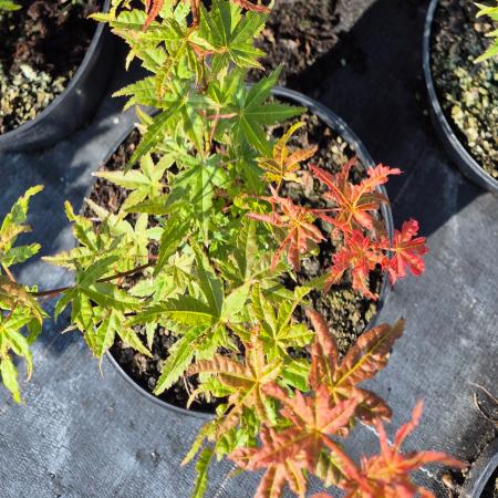 Acer palmatum 'Phoenix' - Jap�n juhar Phoenix 2 liter
