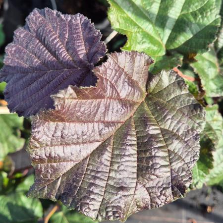 Corylus maxima 'Purpurea' – Csves vrmogyor 7,5 liter
