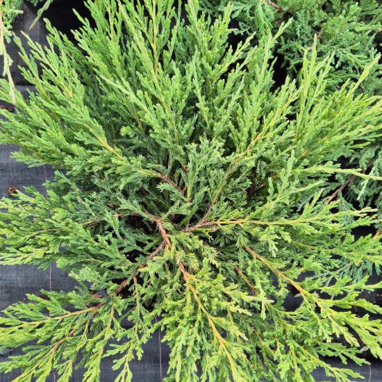 Juniperus horizontalis 'Andorra Compact' - Ter�lõ henye bor�ka 7,5 liter