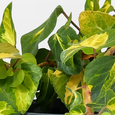 Hedera colchica 'Sulphur Heart' - Srga-tarka borostyn 2 liter