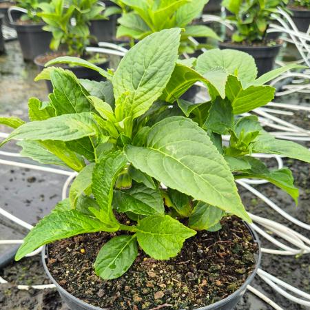Hydrangea macrophylla 'Adria' - Kerti hortenzia 4 liter
