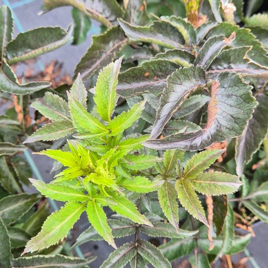 Sambucus nigra 'Black Tower' - Oszlopos bord� level� bodza 5 liter