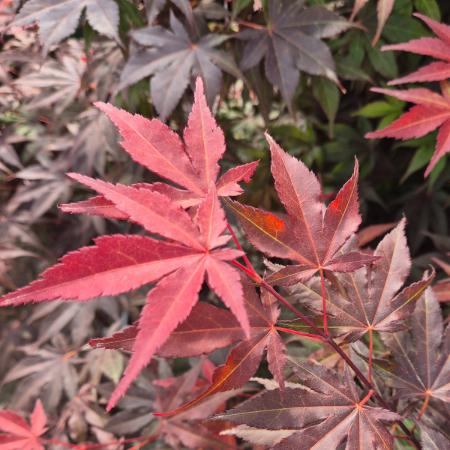 Acer palmatum 'Atropurpureum' - Sttvrs japn juhar 10 liter