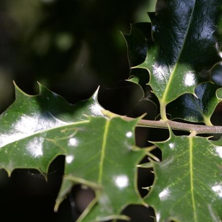 Ilex x meserveae 'Blue Prince' - Kk magyal porzs 4 liter