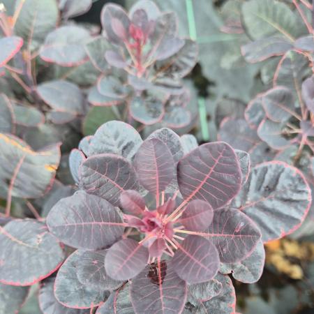 Cotinus coggygria 'Royal Purple' - Vrs cserszmrce 5 liter