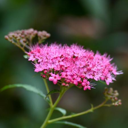 Spirea japonica 'Little Princess' - Japn gyngyvessz 2 liter