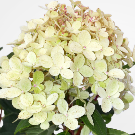 Hydrangea paniculata 'Limelight' - Fehr bugs hortenzia 5 liter