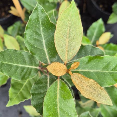 Elaeagnus ebbingei 'Compactum' – Szleslevel ezstfa 2 liter