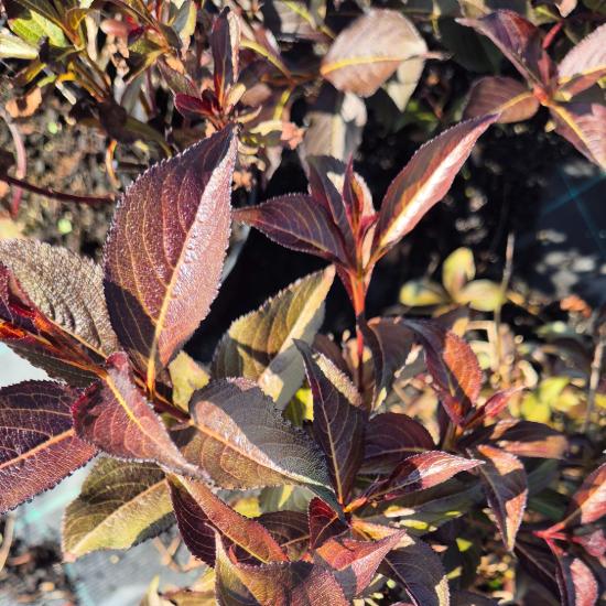 Weigela florida 'Alexandra'® - Bord� level� r�zsalonc 4 liter