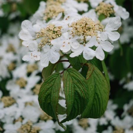 Viburnum plicatum 'Mariesii' - rkzld bangita 5 liter