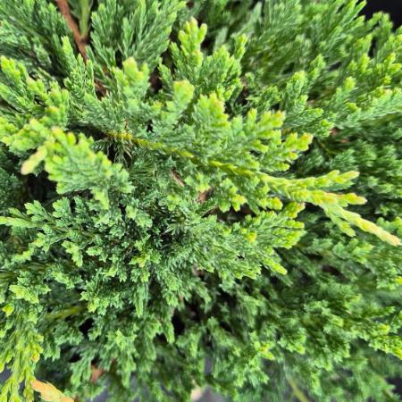 Juniperus horizontalis 'Prinz of Wels' - Zld terl henye borka 7,5 liter