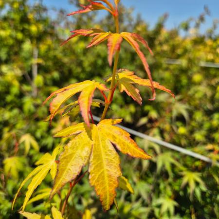 Acer palmatum 'Katsura' - Srga japn juhar 10 liter