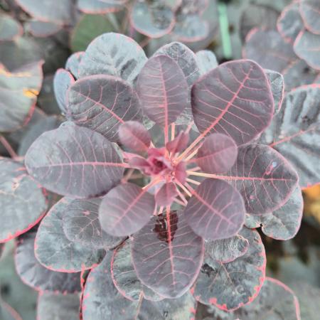 Cotinus coggygria 'Royal Purple' - Vrs cserszmrce 10 liter