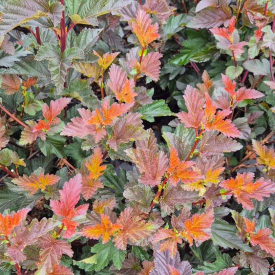 Physocarpus opulifolius 'Andre' – Bangitalevel� h�lyagvessz� 4 liter