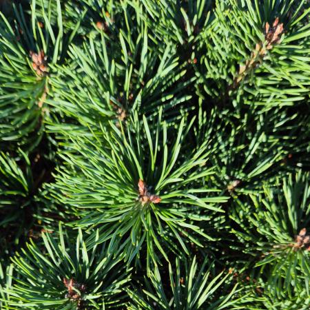 Pinus sylvestris 'Saxatilis' – Trpe erdeifeny 12 liter (magastrzsn)