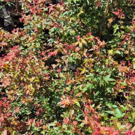 Acer palmatum 'Deshojo' - Jap�n juhar 2 liter