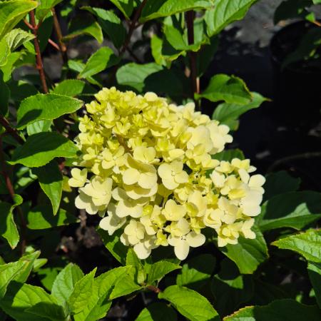 Hydrangea paniculata 'Vanille Fraise' - Bugs hortenzia 5 liter