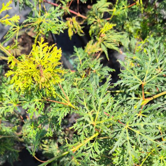 Acer palmatum 'Emerald Lace' – Jap�n juhar 10 liter