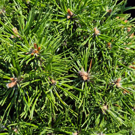 Pinus mugo 'Benjamin' – Havasi t�rpefeny� (magast�rzs�n)