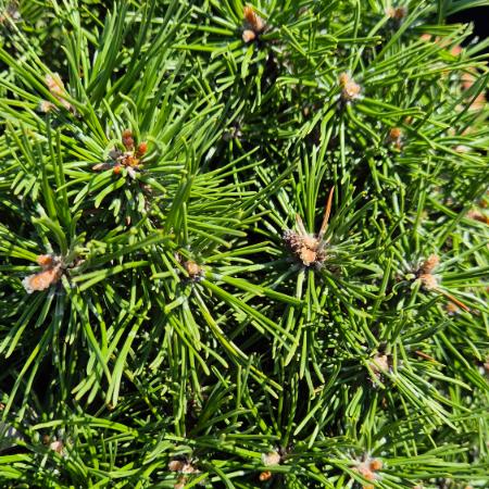 Pinus mugo 'Benjamin' – Havasi trpefeny (magastrzsn)