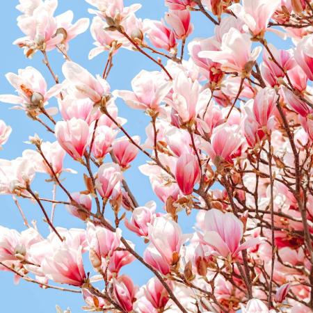Magnolia x soulangeana - Liliomfa 2 liter