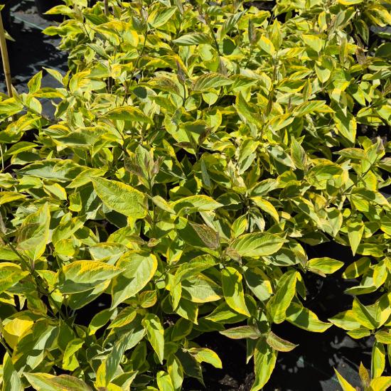 Cornus alba 'Spaethii' - Arany tarka feh�r som 5 liter