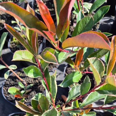 Photinia x fraseri 'Pink Marble' - Korallberkenye 2 liter