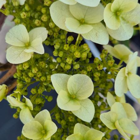 Hydrangea quercifolia - Tlgylevel hortenzia 7,5 liter
