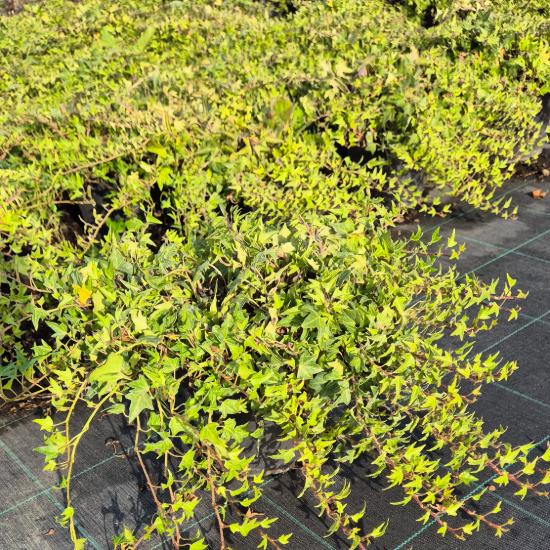 Hedera helix 'Miniature Needlepoint' - Zöld, lassan növő borostyán 2 liter Hedera helix 'Miniature Needlepoint' - Zöld, lassan növő borostyán 2 liter