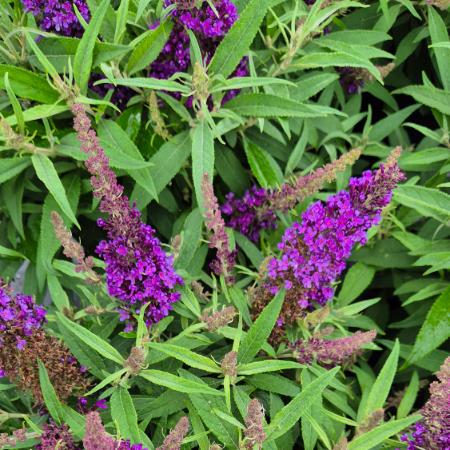 Buddleia davidii Candy Little Purple - T�rpe ny�ri orgona 4 liter