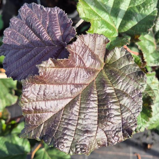 Corylus maxima 'Purpurea' – Cs�ves v�rmogyor� 7,5 liter