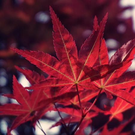 Acer palmatum 'Atropurpureum' - Sttvrs japn juhar 5 liter