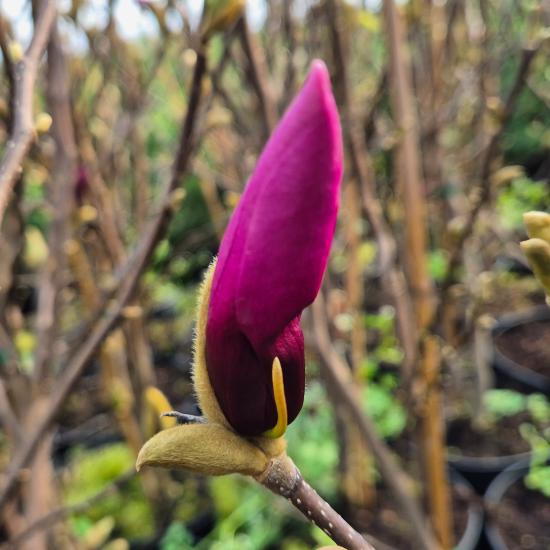 Magnolia liliflora 'Susan' - Nagyvir�g� liliomfa 2 liter
