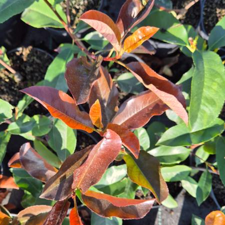 Photinia x fraseri 'Camilvy' - Korallberkenye 2 liter
