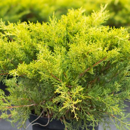 Juniperus x.media 'Old Gold' - arany terl borka 0,5 liter