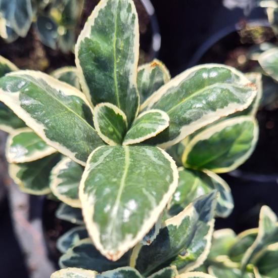 Euonymus japonicus 'Aureomarginatus' – Jap�n kecsker�g� 2 liter