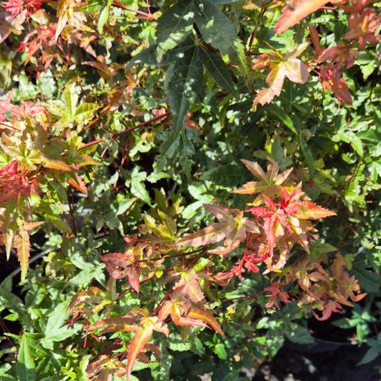 Acer palmatum 'Deshojo' - Jap�n juhar 2 liter